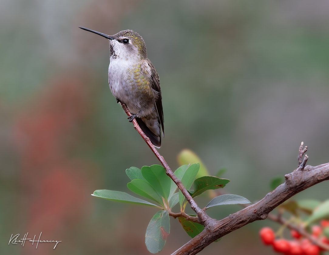 Hummingbird - Madera Canyon
