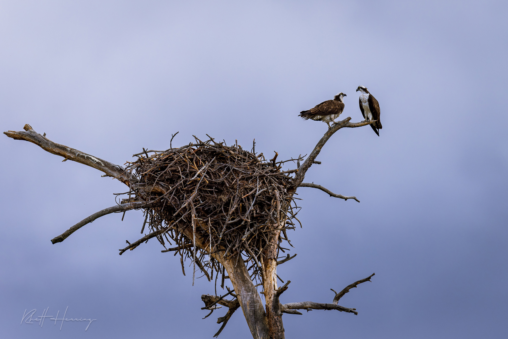 Osprey nest in Greer Arizona