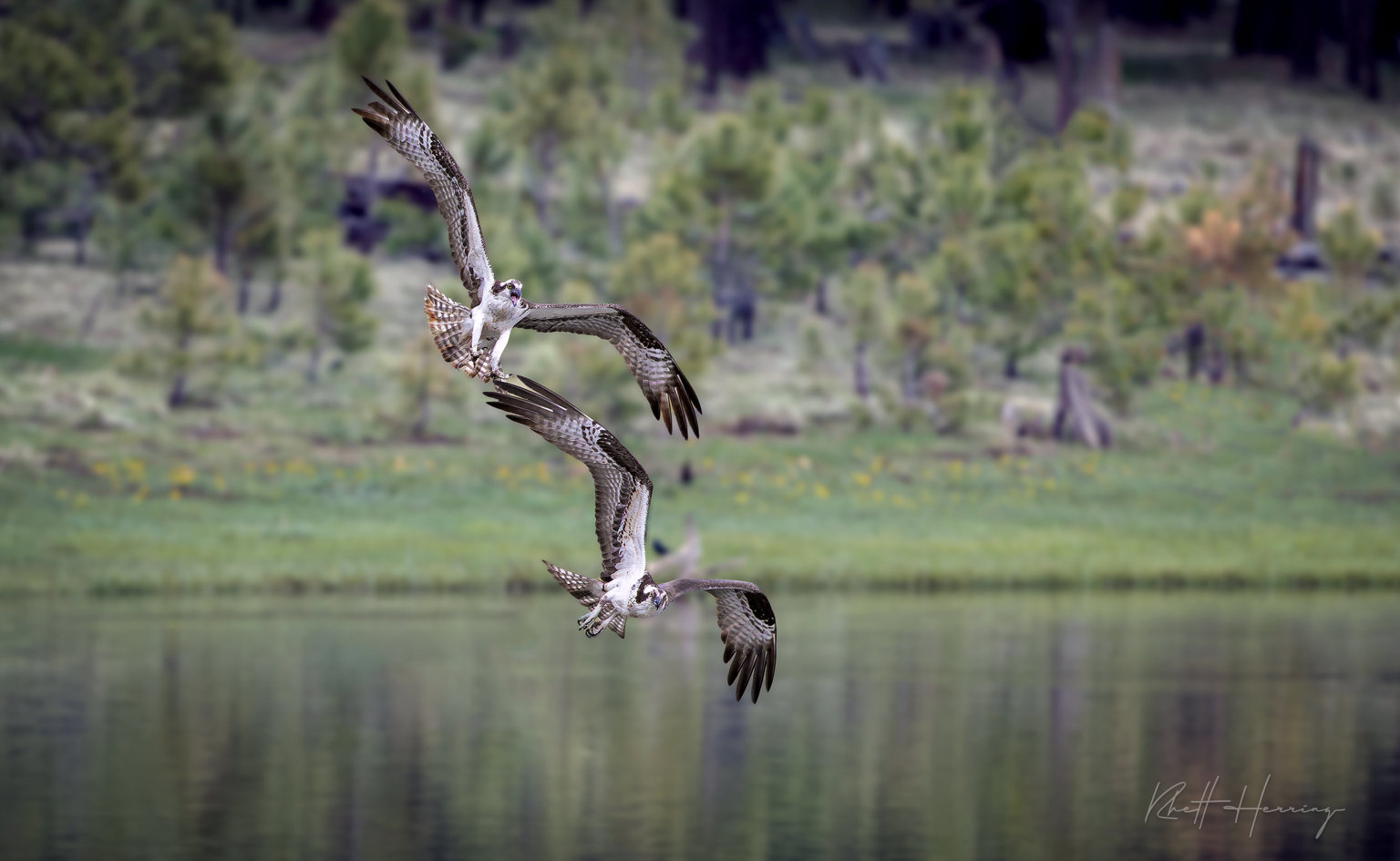 Echoes of Wild Arizona: A Tale of Ospreys, Eagles, and Awe-Inspiring Landscapes
