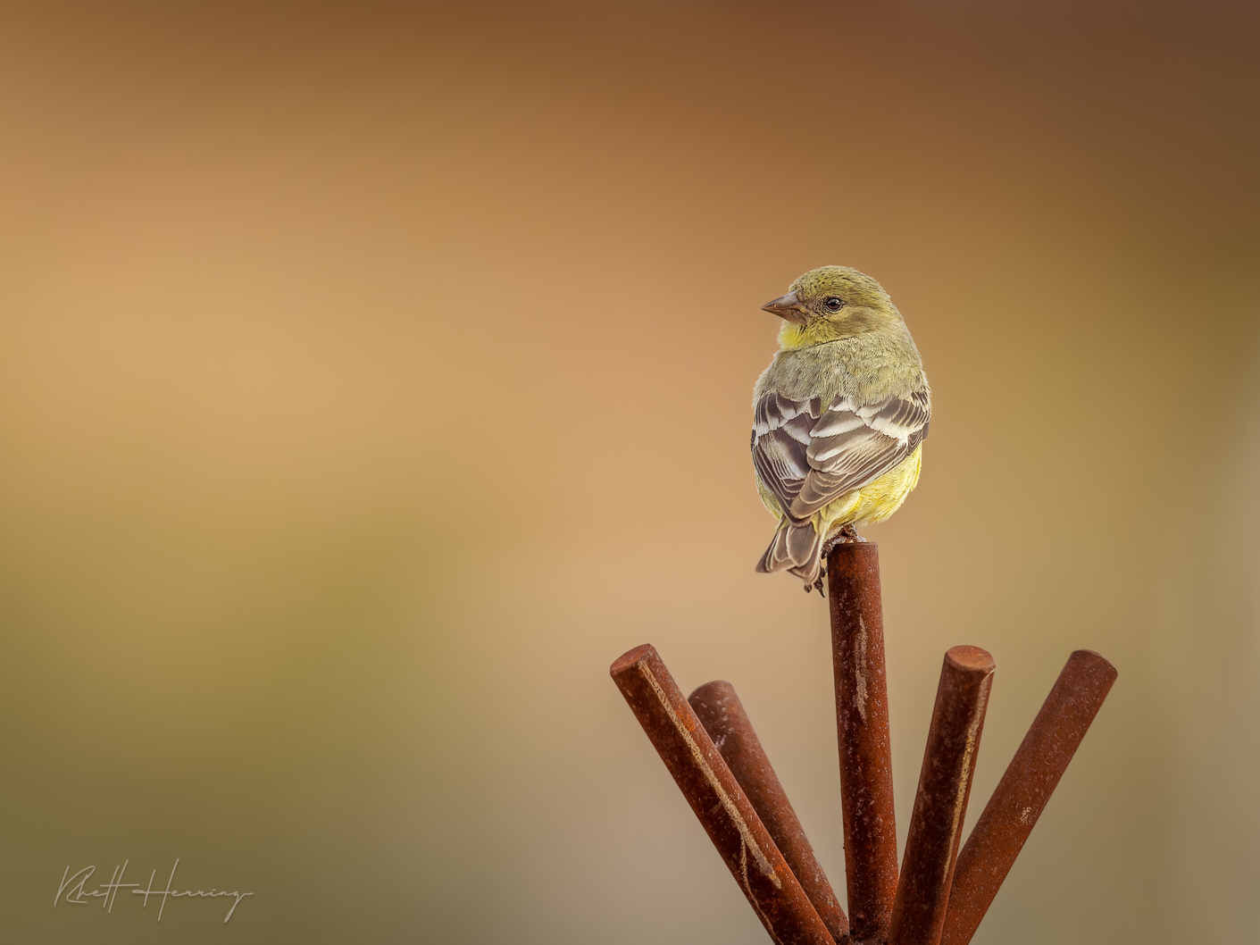 Backyard Birding: The Hidden World Outside Your Window