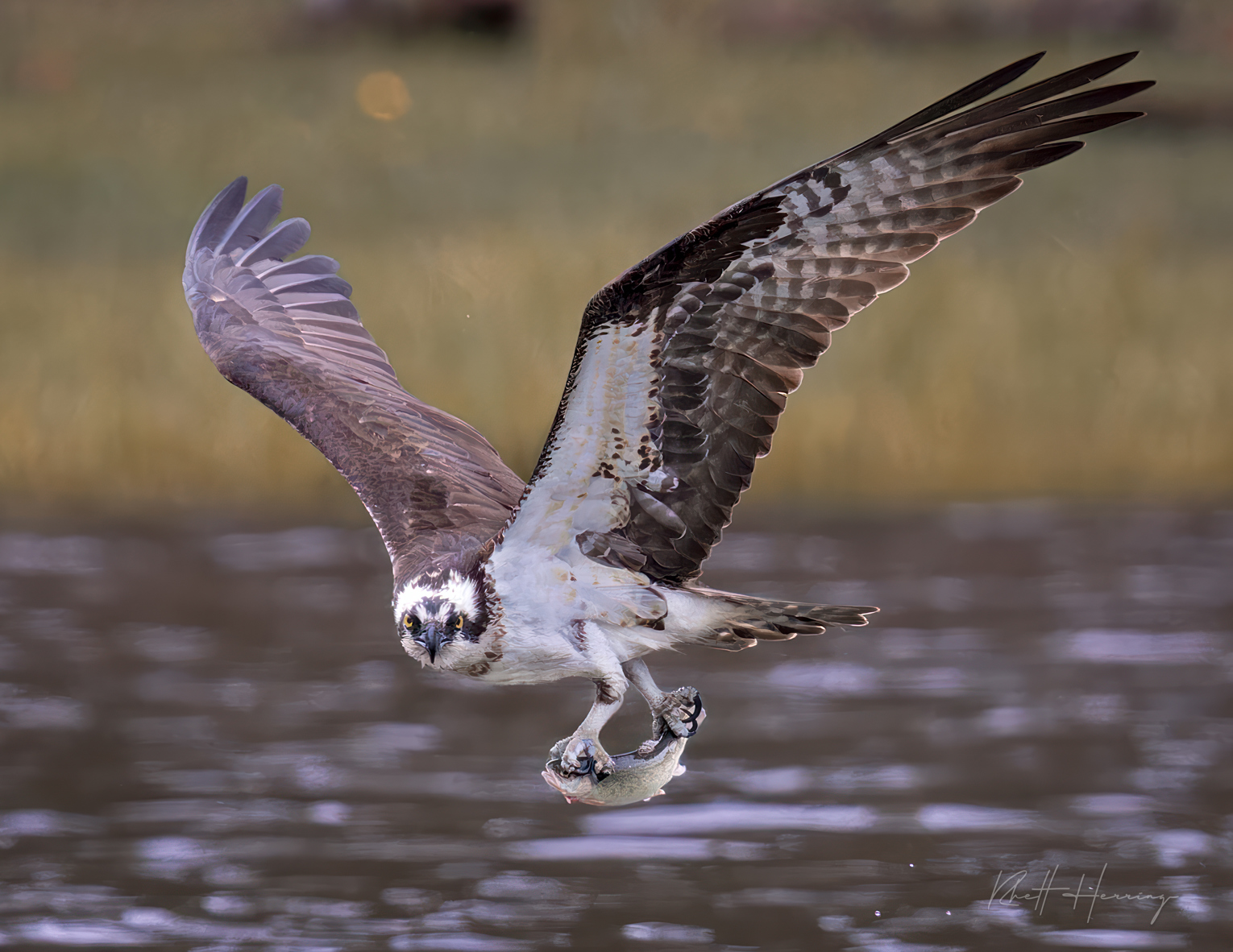 The Osprey of Arizona: A Soaring Success Story and Nature's Fisher Extraordinaire