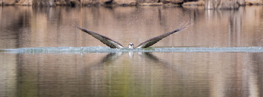 Osprey coming out of the water