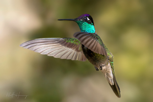 Rivoli's Hummingbird