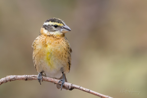 Black Haeaded Grosbeak