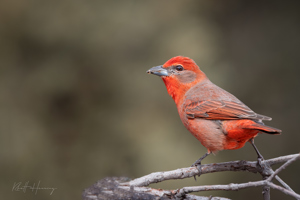 Male Hepatic Tanager