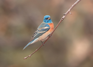 Lazuli bunting