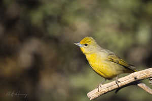 Female Hepatic Tanager