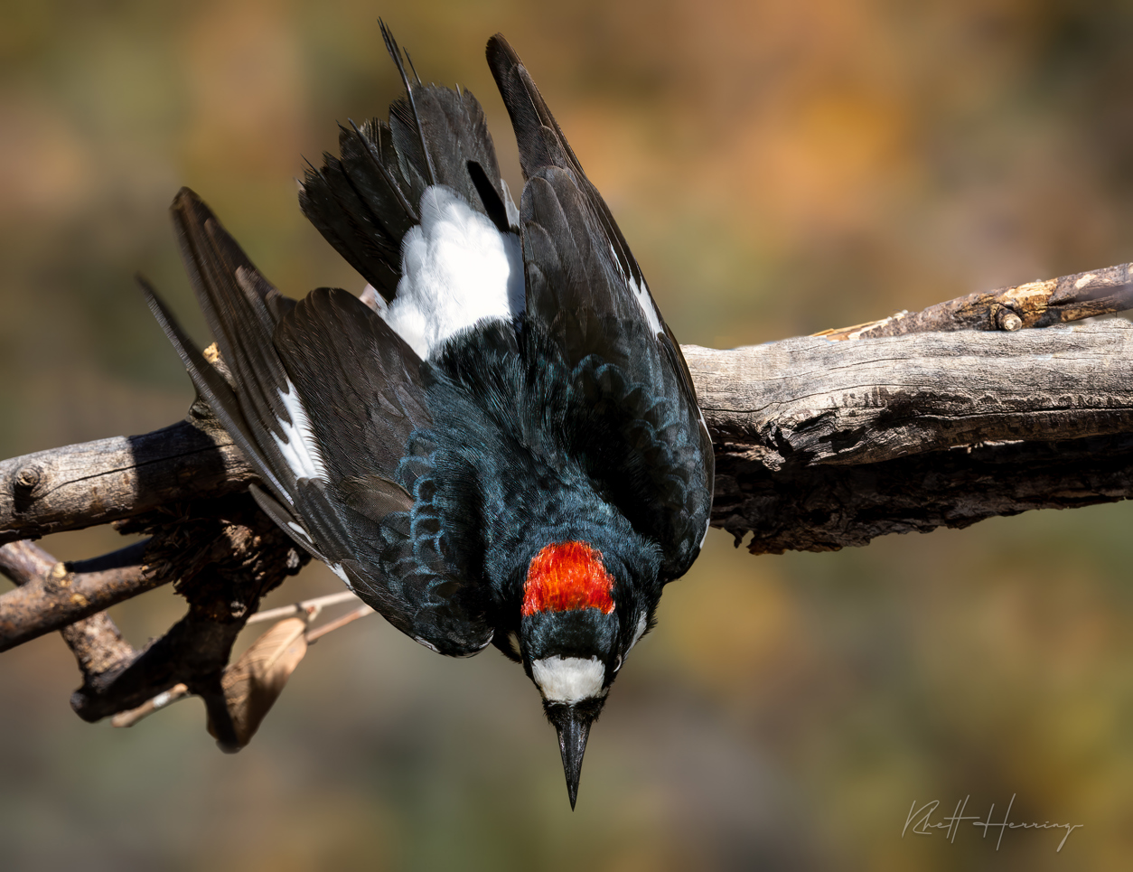 Acorn Woodpecker