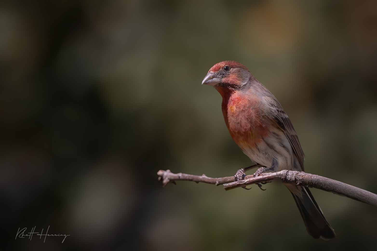 House Finch in Madera Canyon