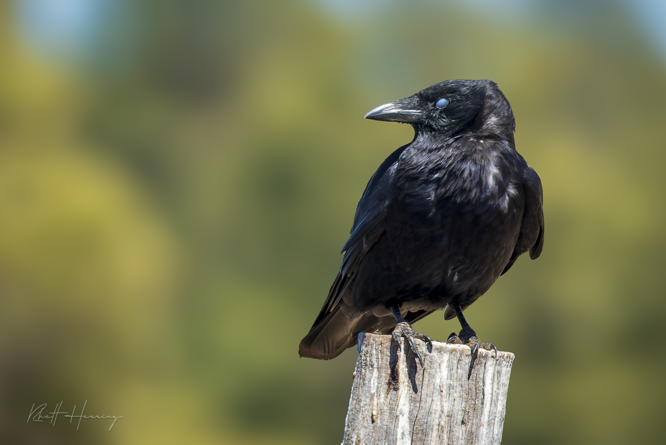 Raven on a Fence Post, Mid-Blink