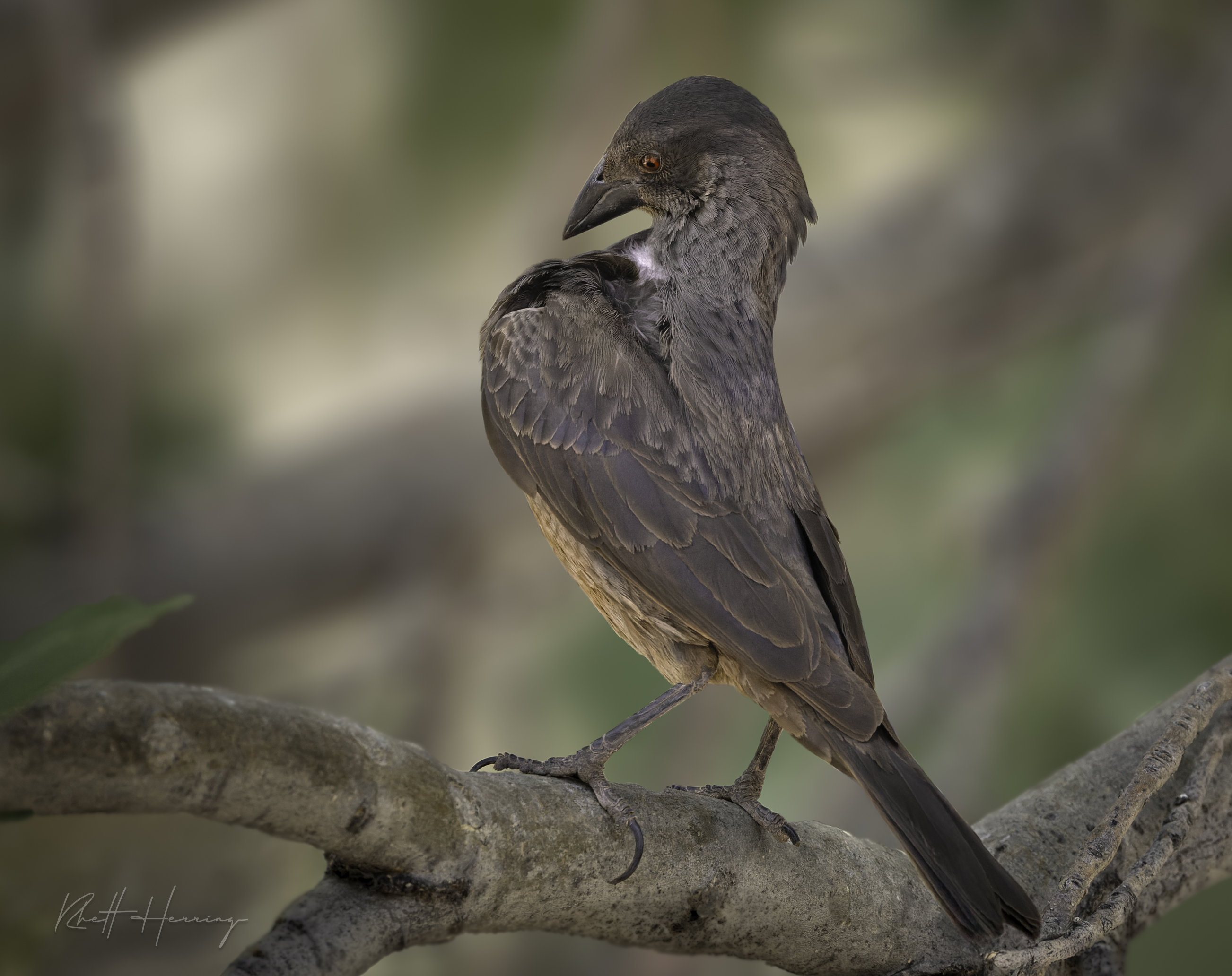 Female Bronzed Cowbird in Madera Canyon