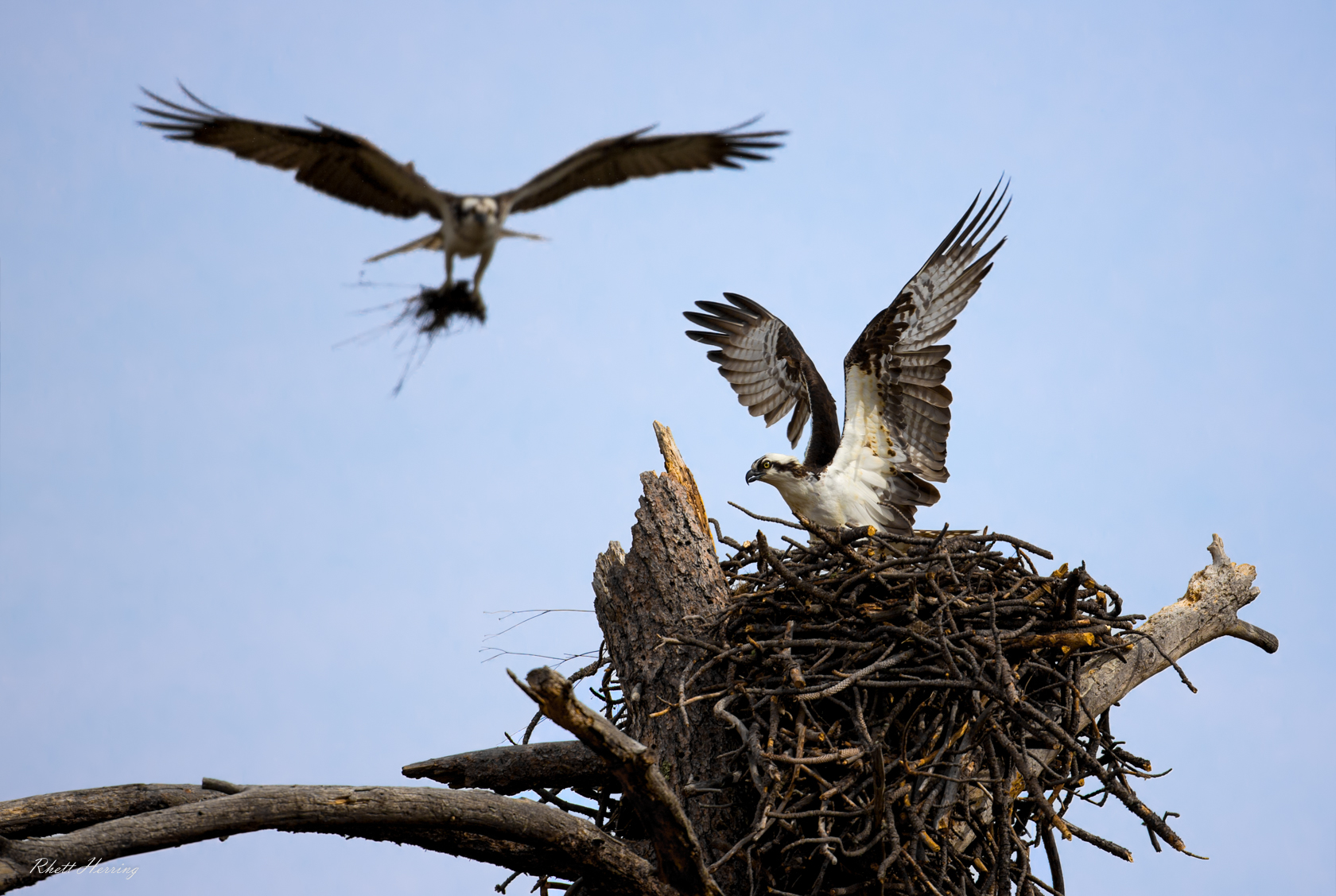 Osprey Nest Greer Arizona