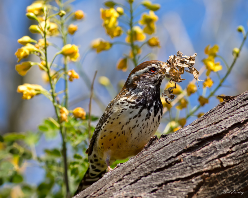 Cactus Wren