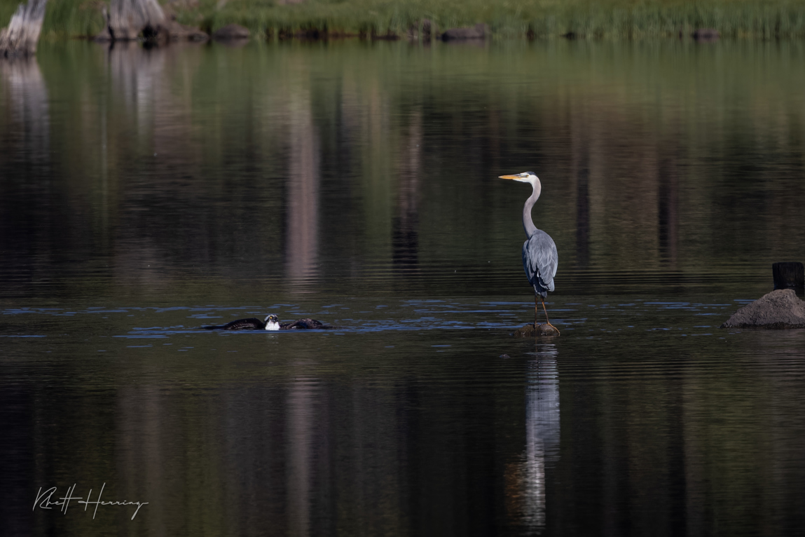 Osprey & Blue Heron