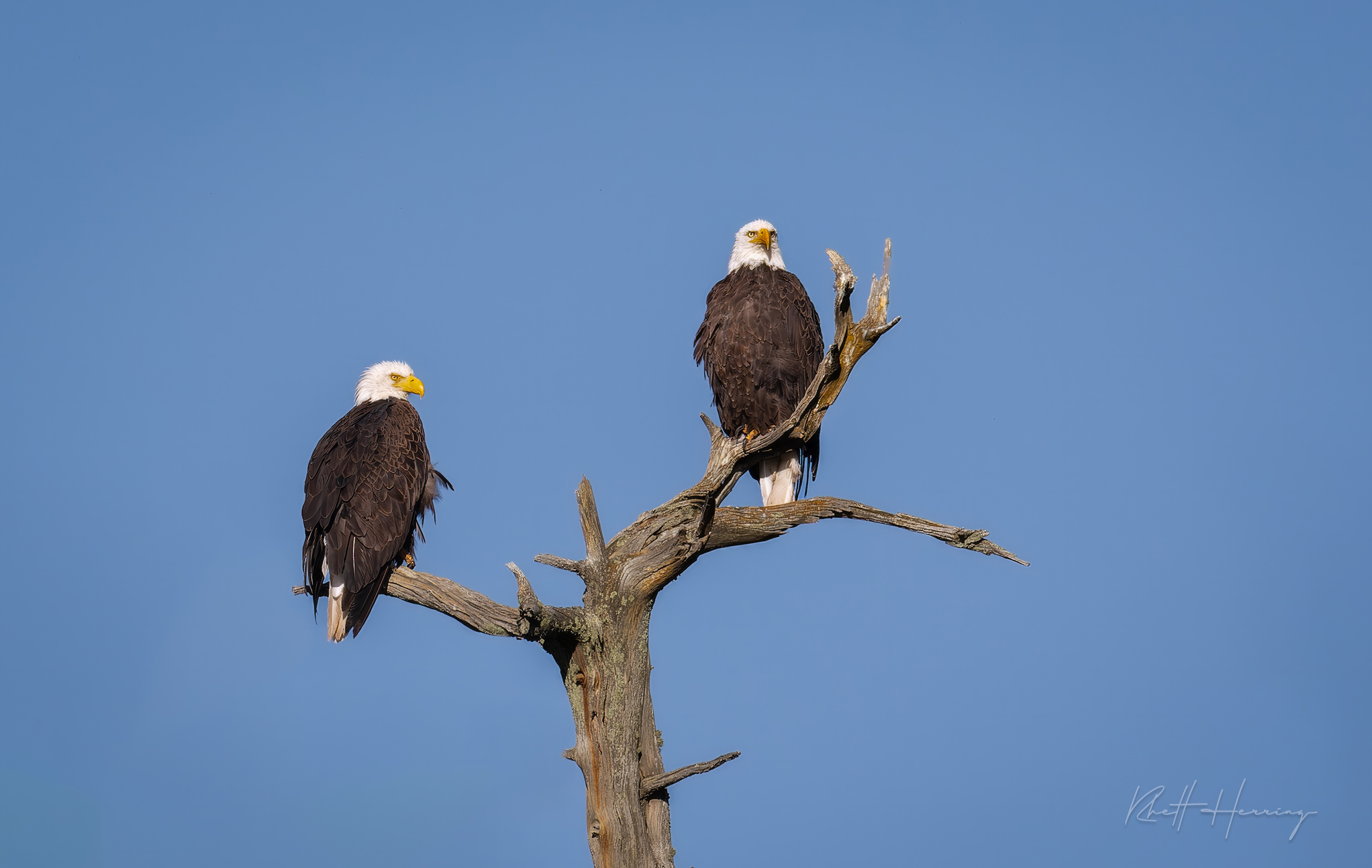 Bald Eagles