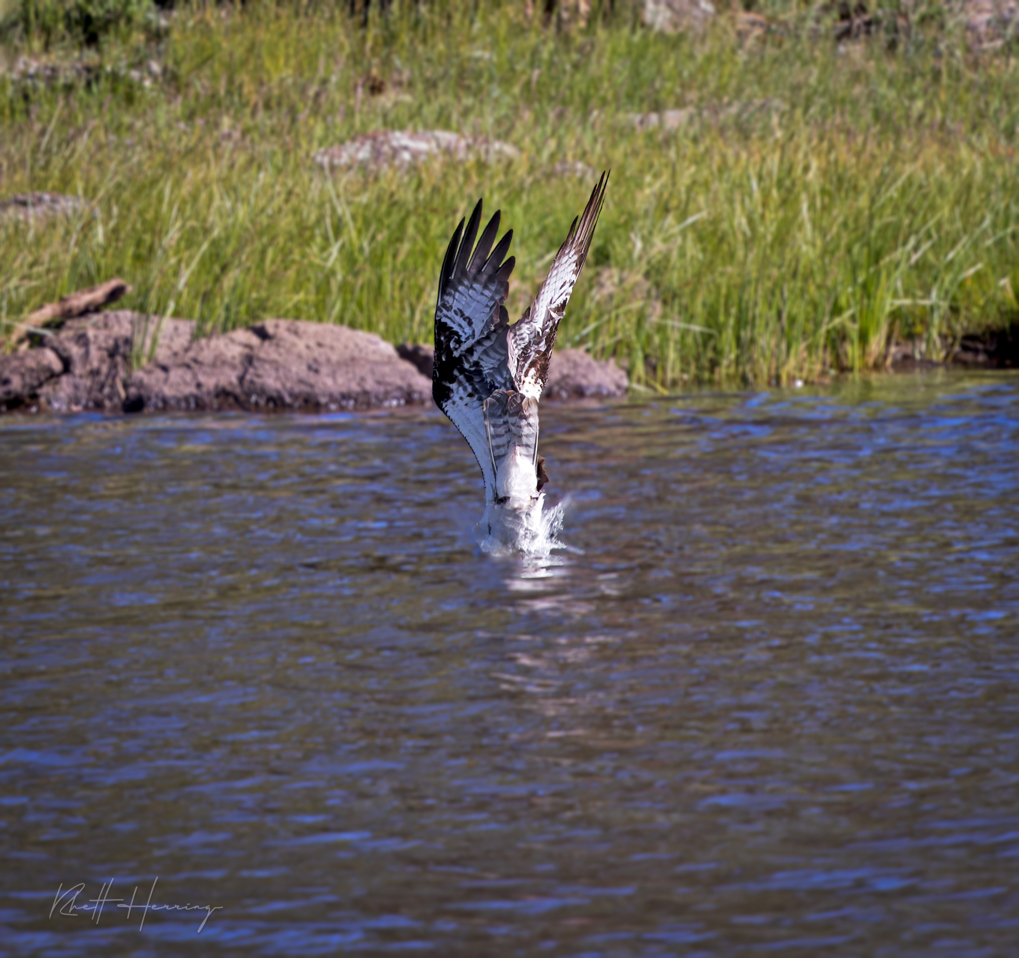 Entering the water, head and feet first