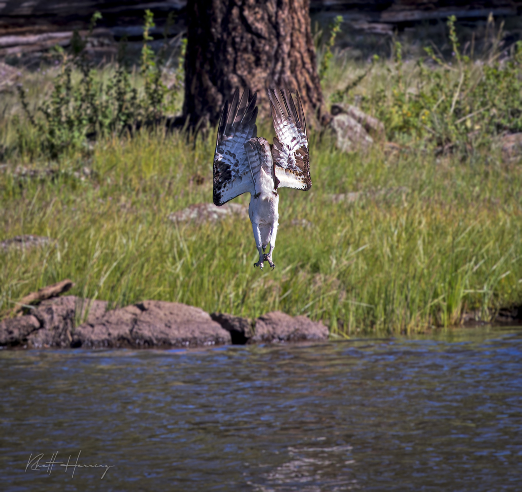 Diving for a meal