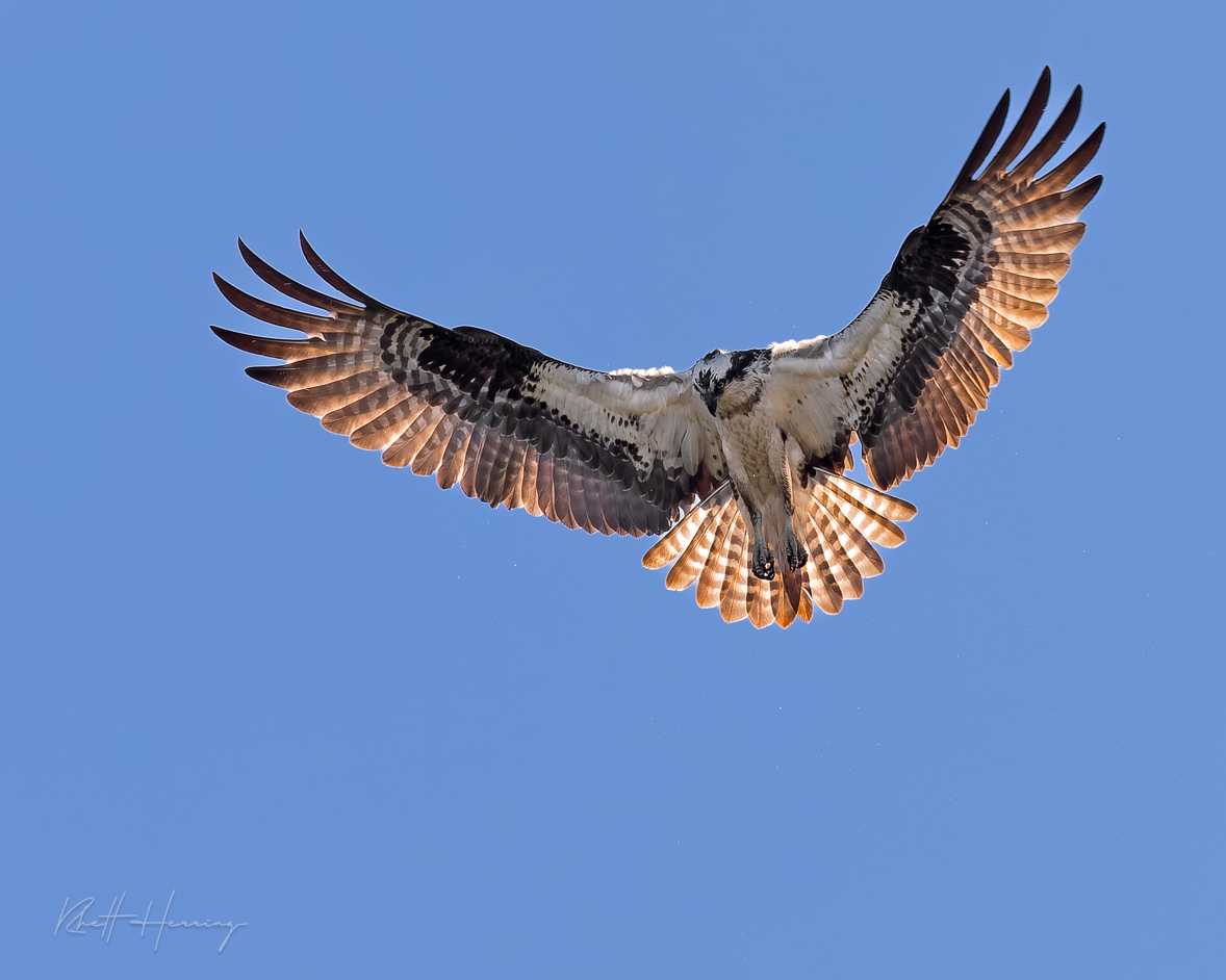 Osprey hovering, looking for its a meal