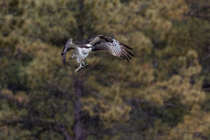 Osprey fishing in the rain