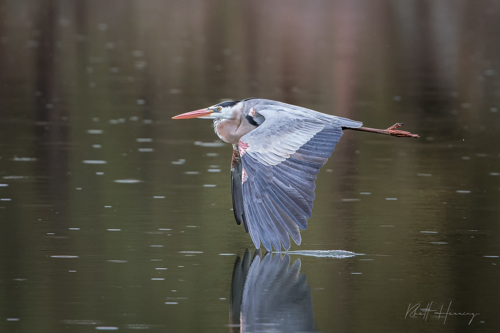 Great Blue Heron