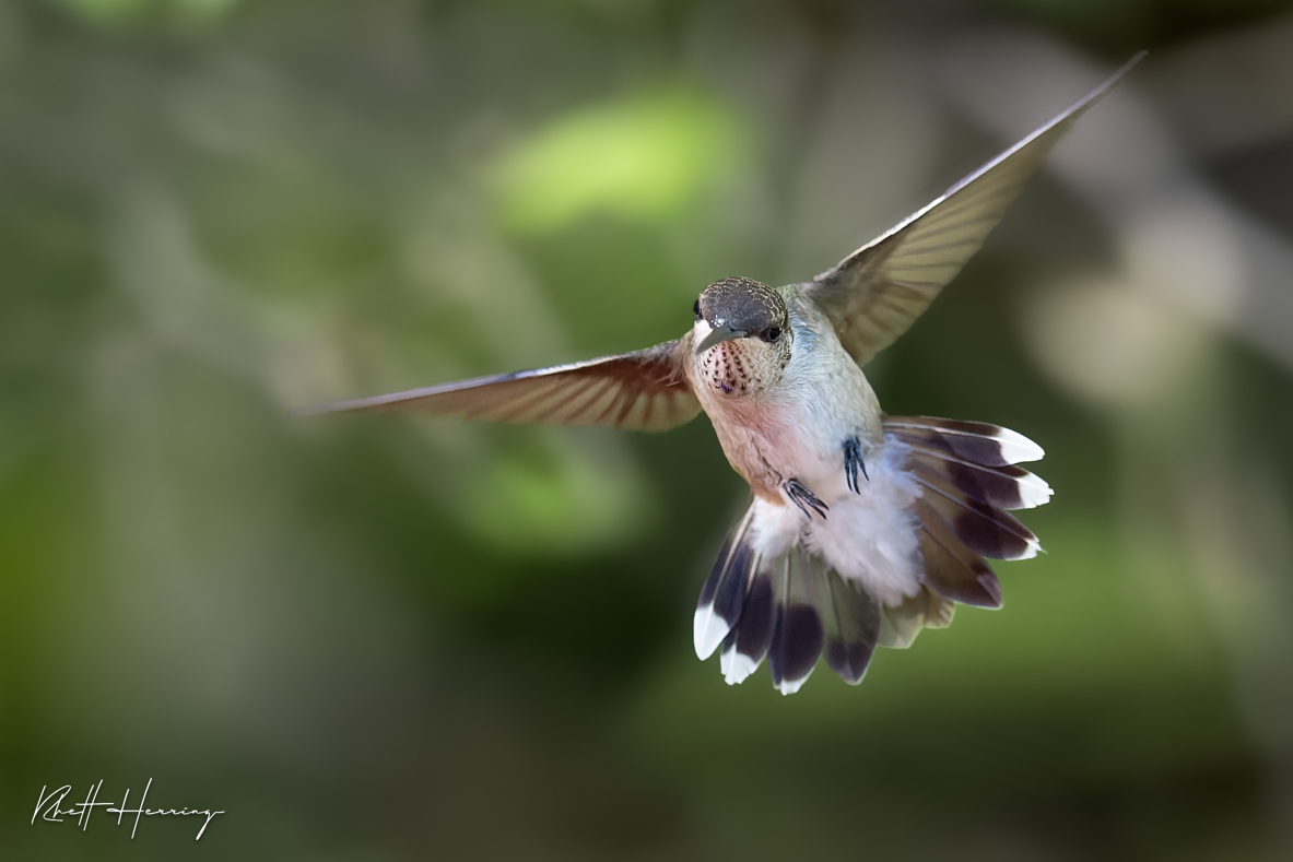 Ruby-throated hummingbird