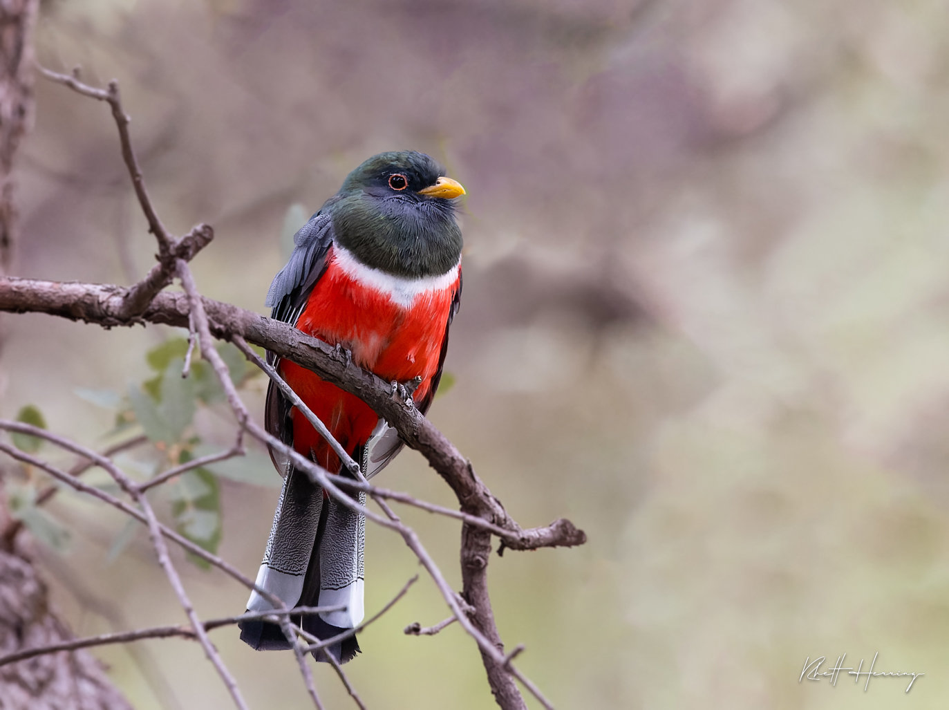 Elegant Trogon