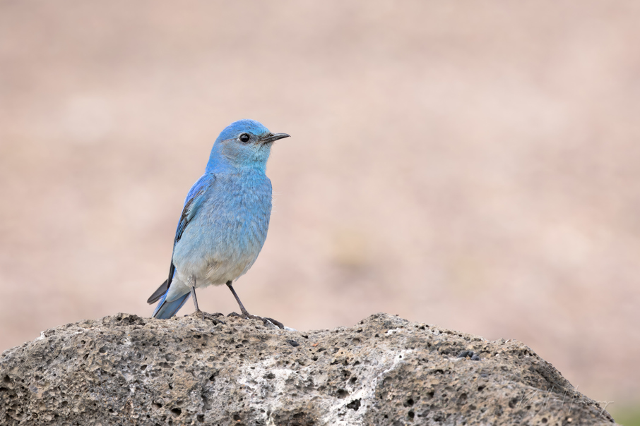 Mountain Bluebird