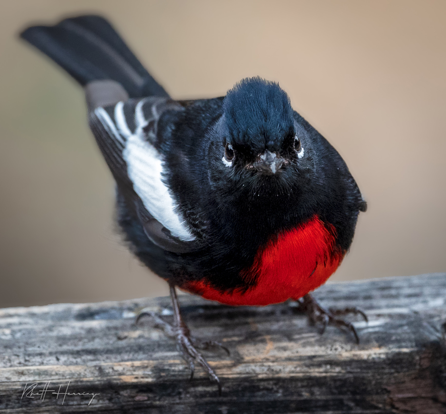 Painted-Redstart