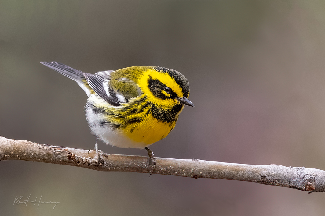 Townsend's-warbler