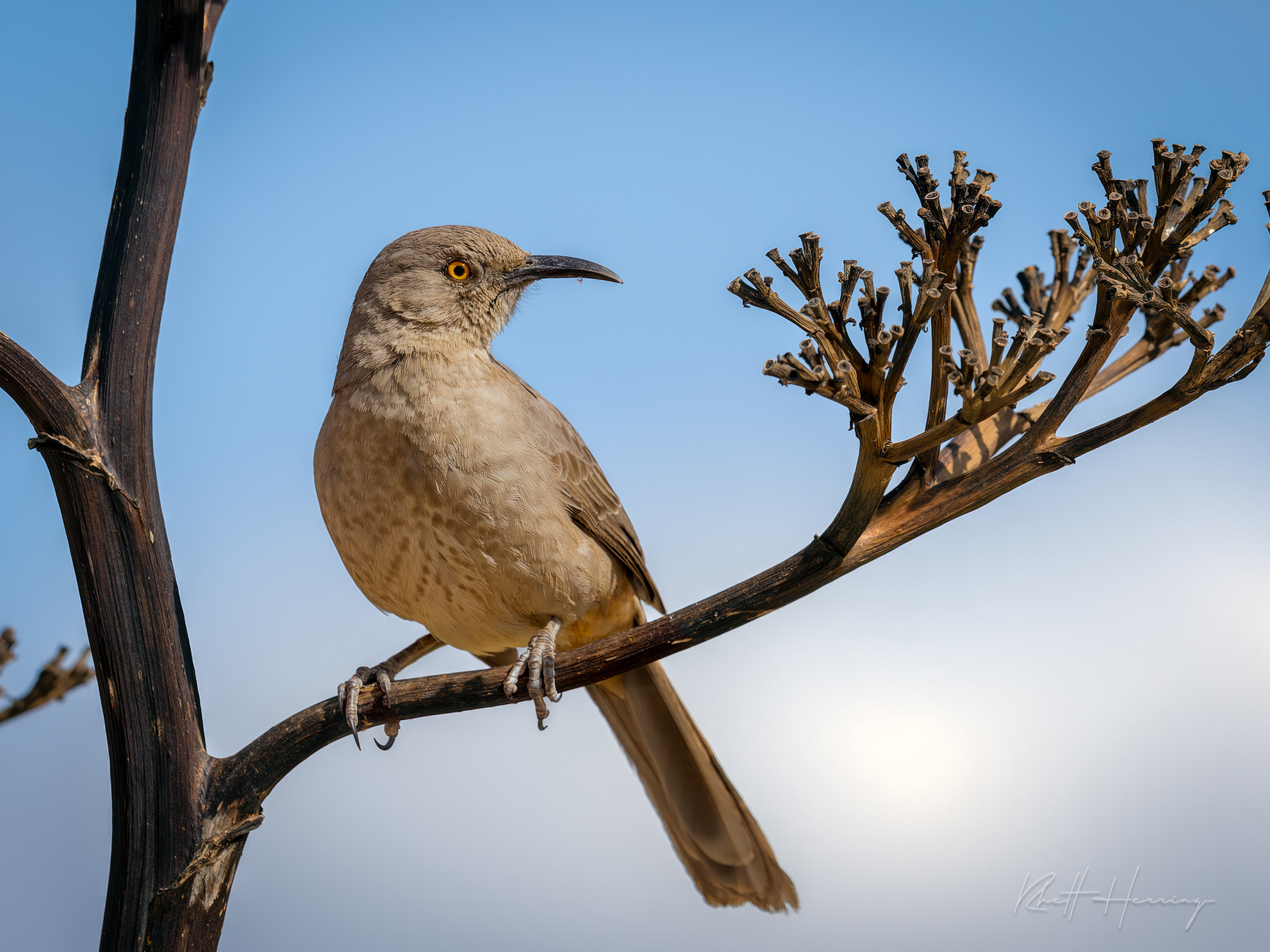 Curve-billed thrasher