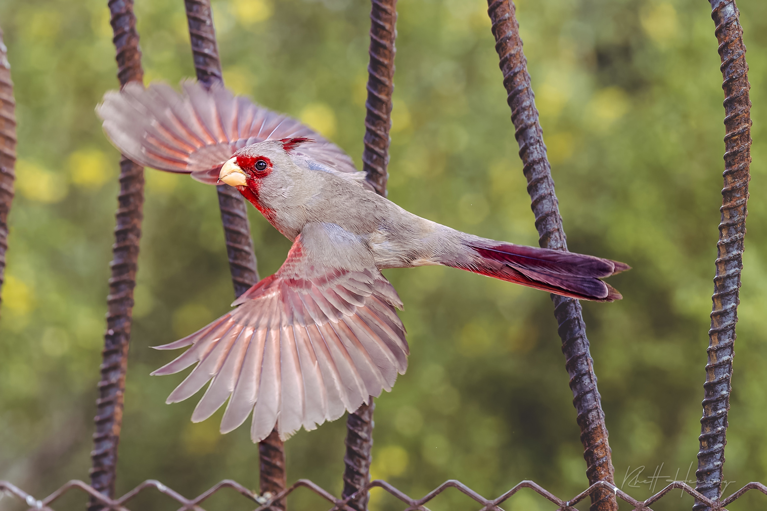 Pyrrhuloxia