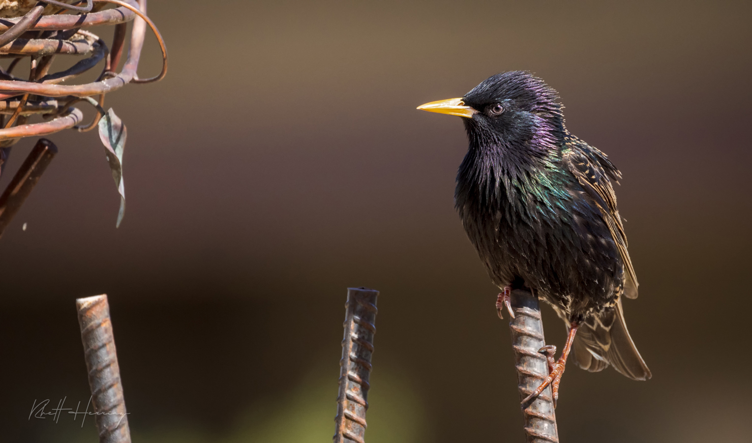 Starling