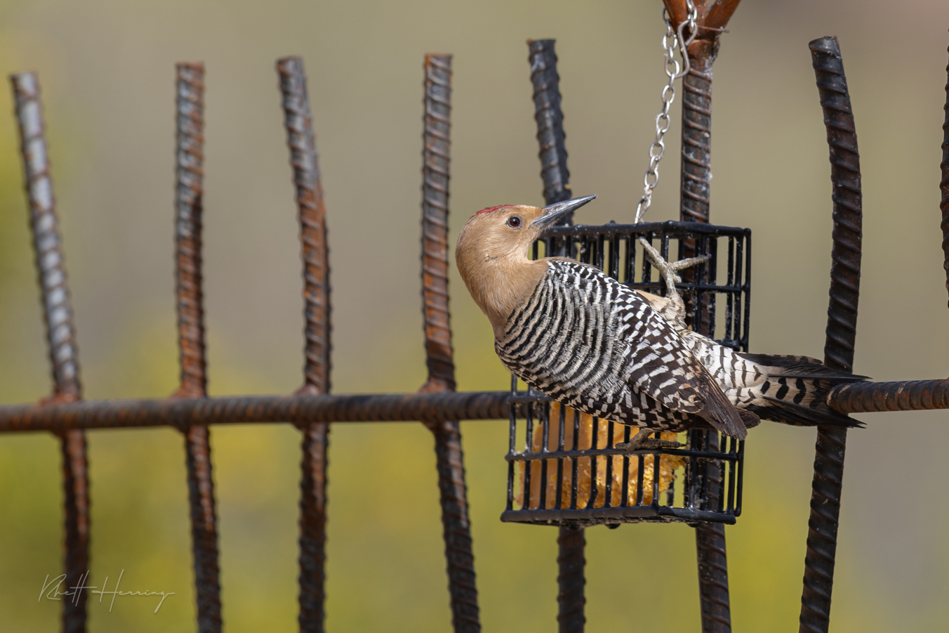 Gila Woodpecker