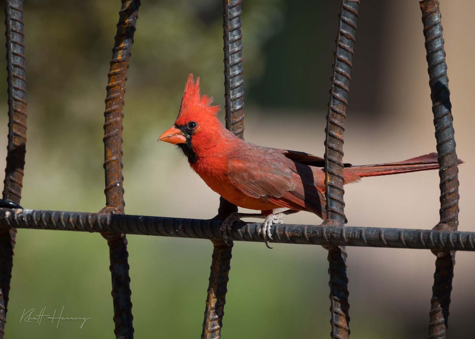 Northern Cardinal - Backyard