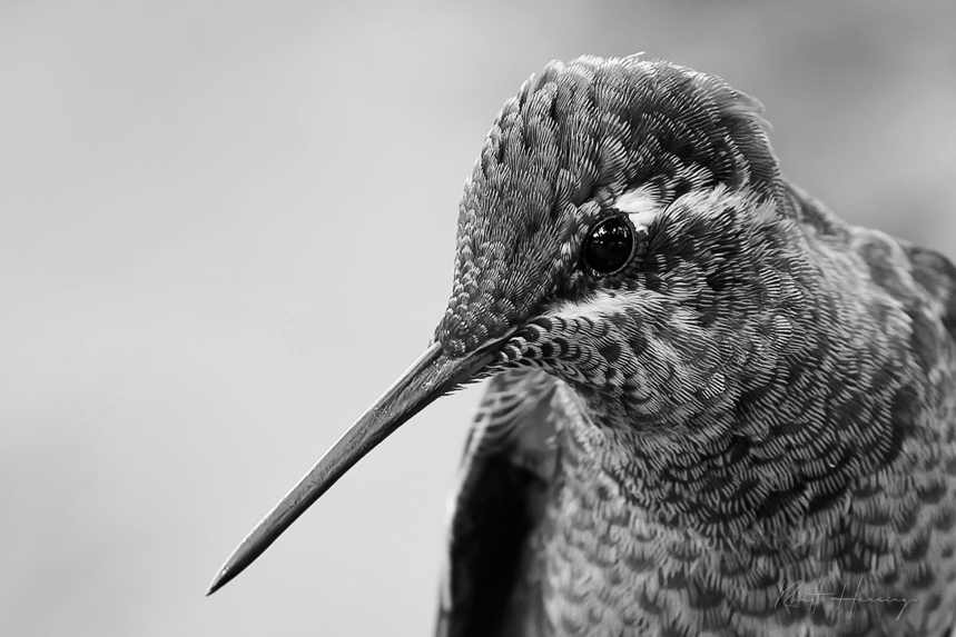 Rivoli's Hummingbird