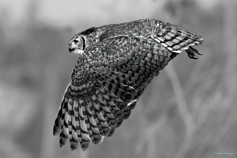 Great Horned Owl