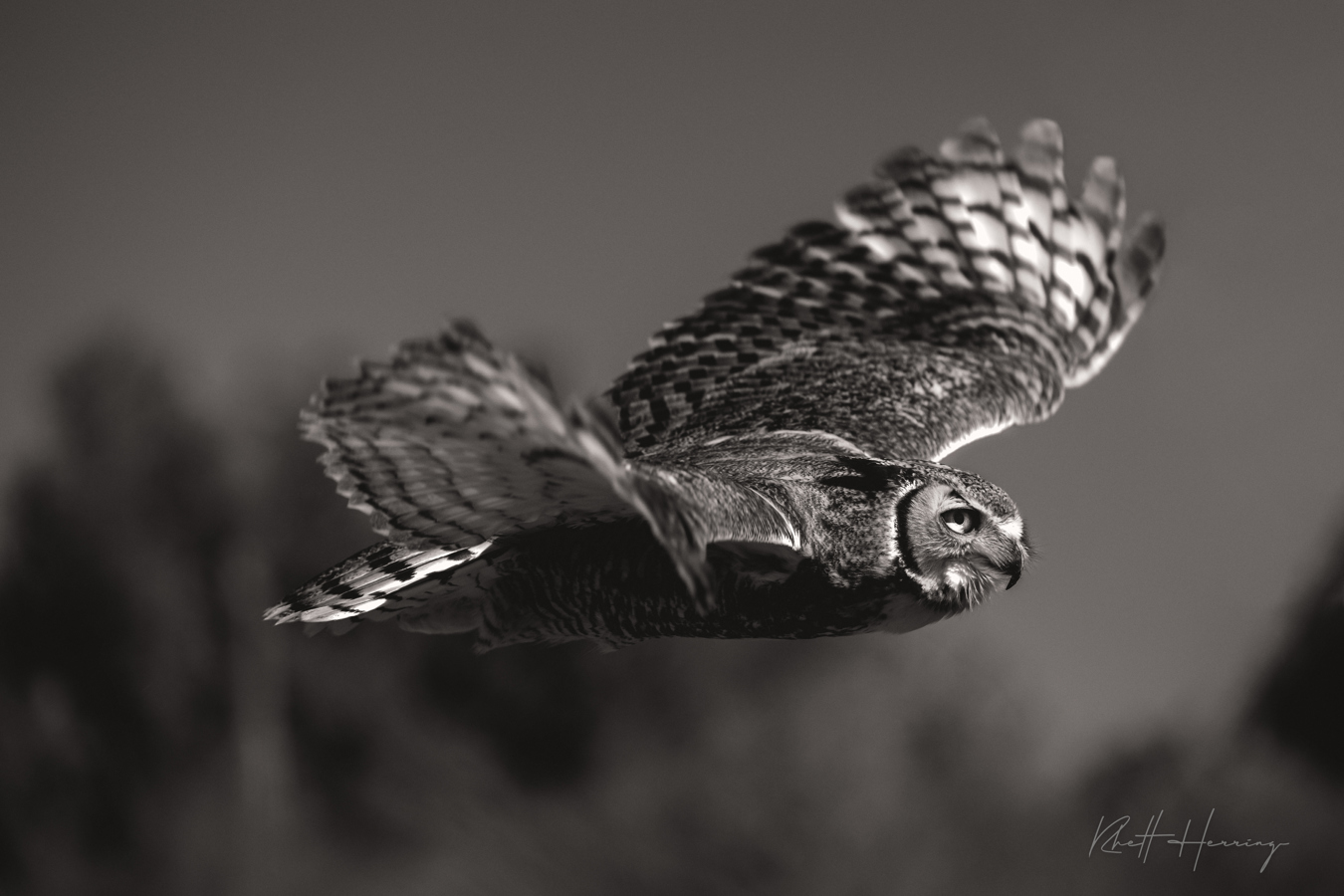 Great Horned Owl