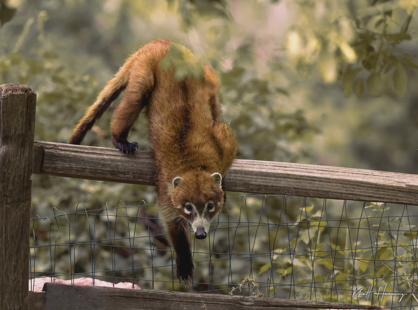 Coati